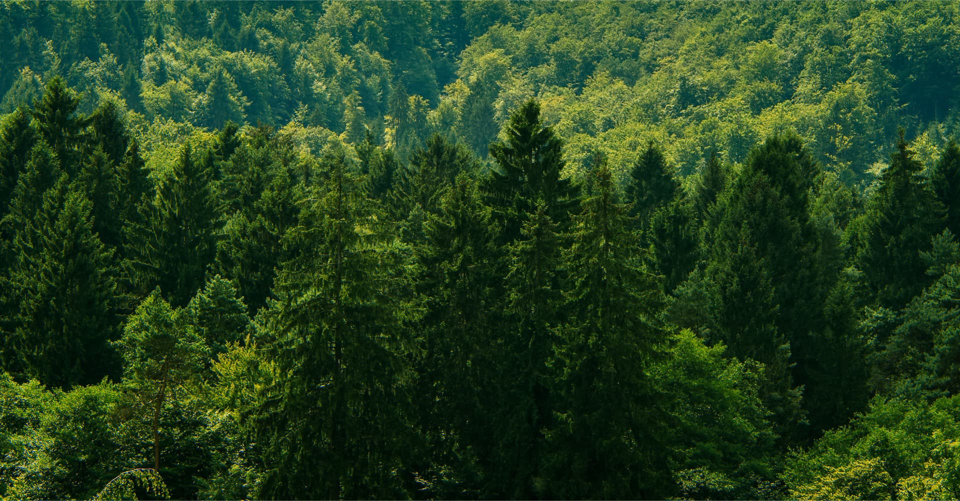 Lasure, huile et saturateur, Blanchon a développé une gamme de produits biosourcés, durables et naturels pour la protection des bois